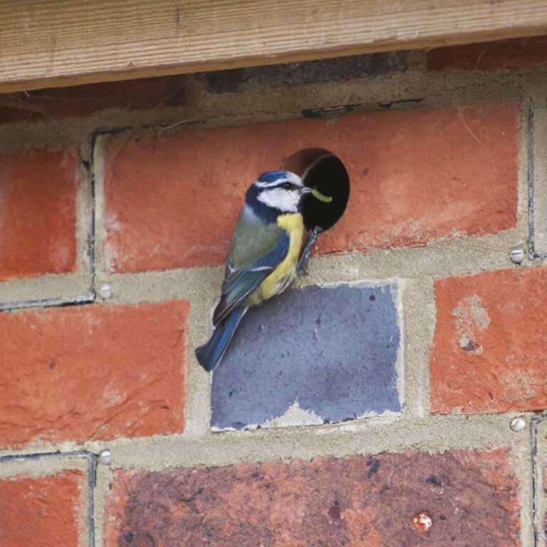 a photograph of a bird at the entrance to a bird house inside a buildings bricks