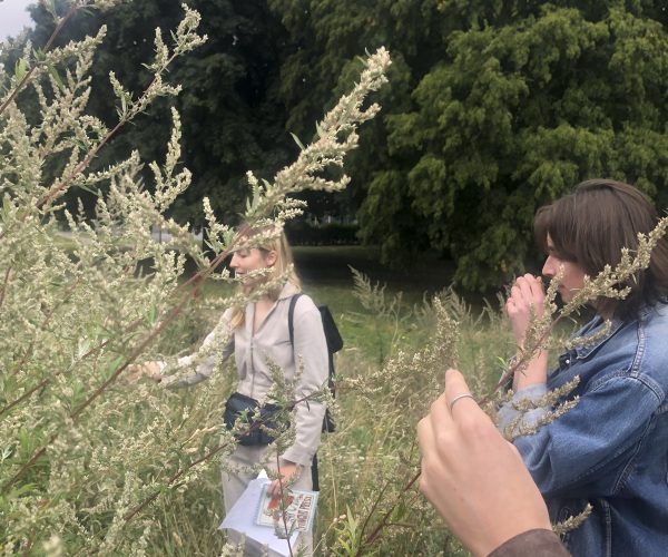 A group of people touch tall plants