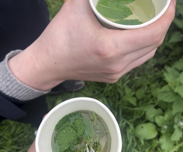 cups filled with water and edible herbs